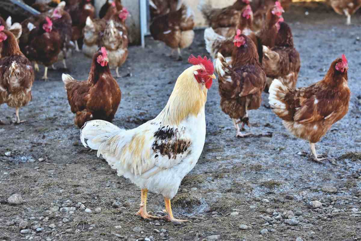 Poultry farming in Nigeria