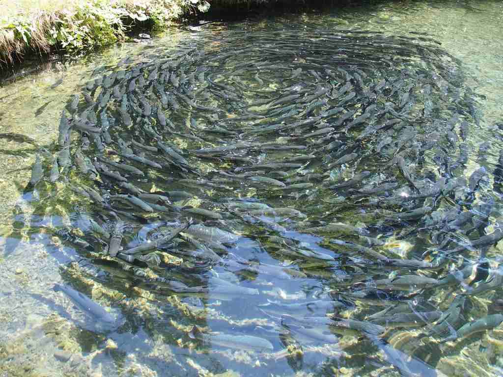 Small scale fish farming