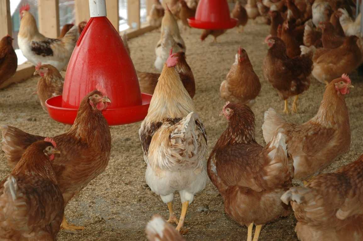 How to Start Layer Poultry in the USA