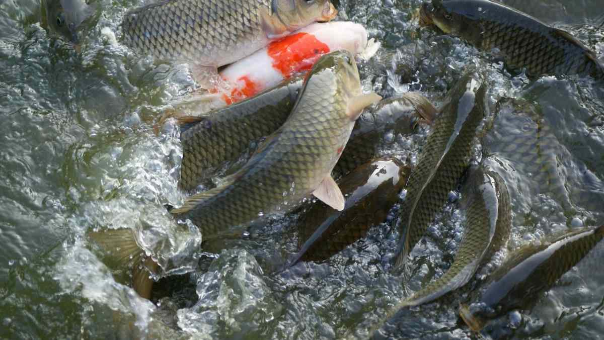 How to start fish farming in West Bengal