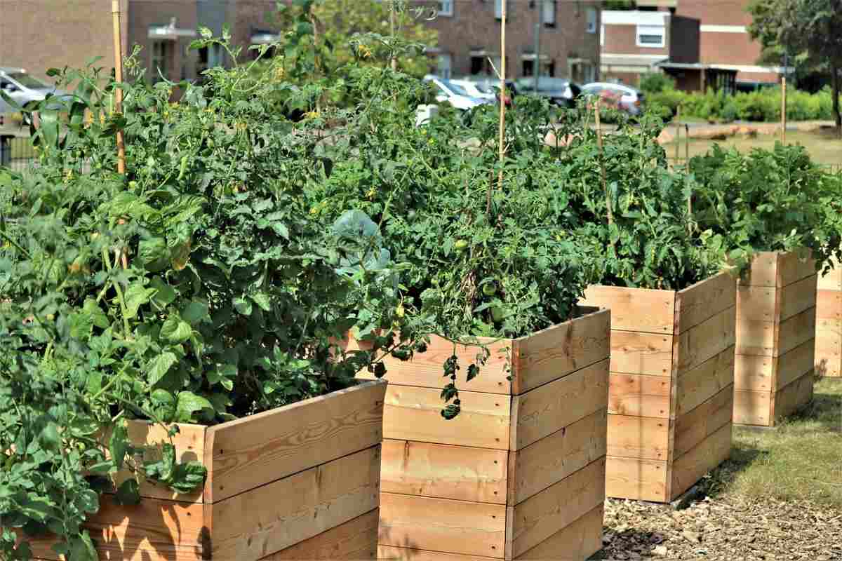 Growing vegetables in rasied beds in the backyard