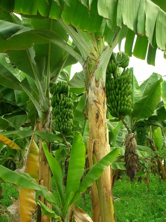 Organic Banana  Cultivation in Maharashtra