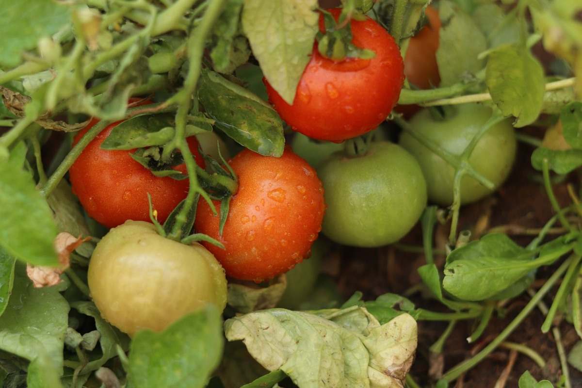 Tips for growing tomatoes successfully