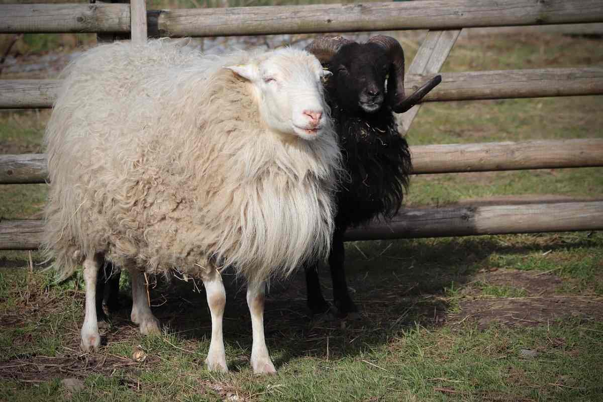 How to start a sheep farming business in the UK