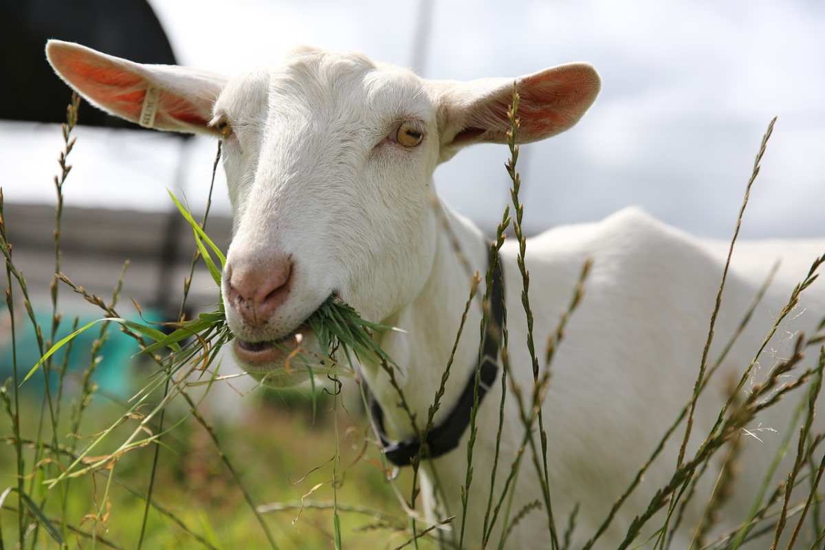 Goat Feed Management 