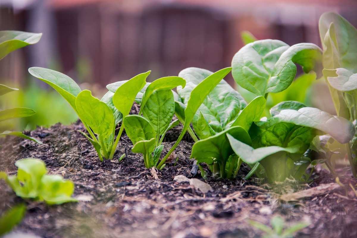 Growing Spinach in South Florids Garden.