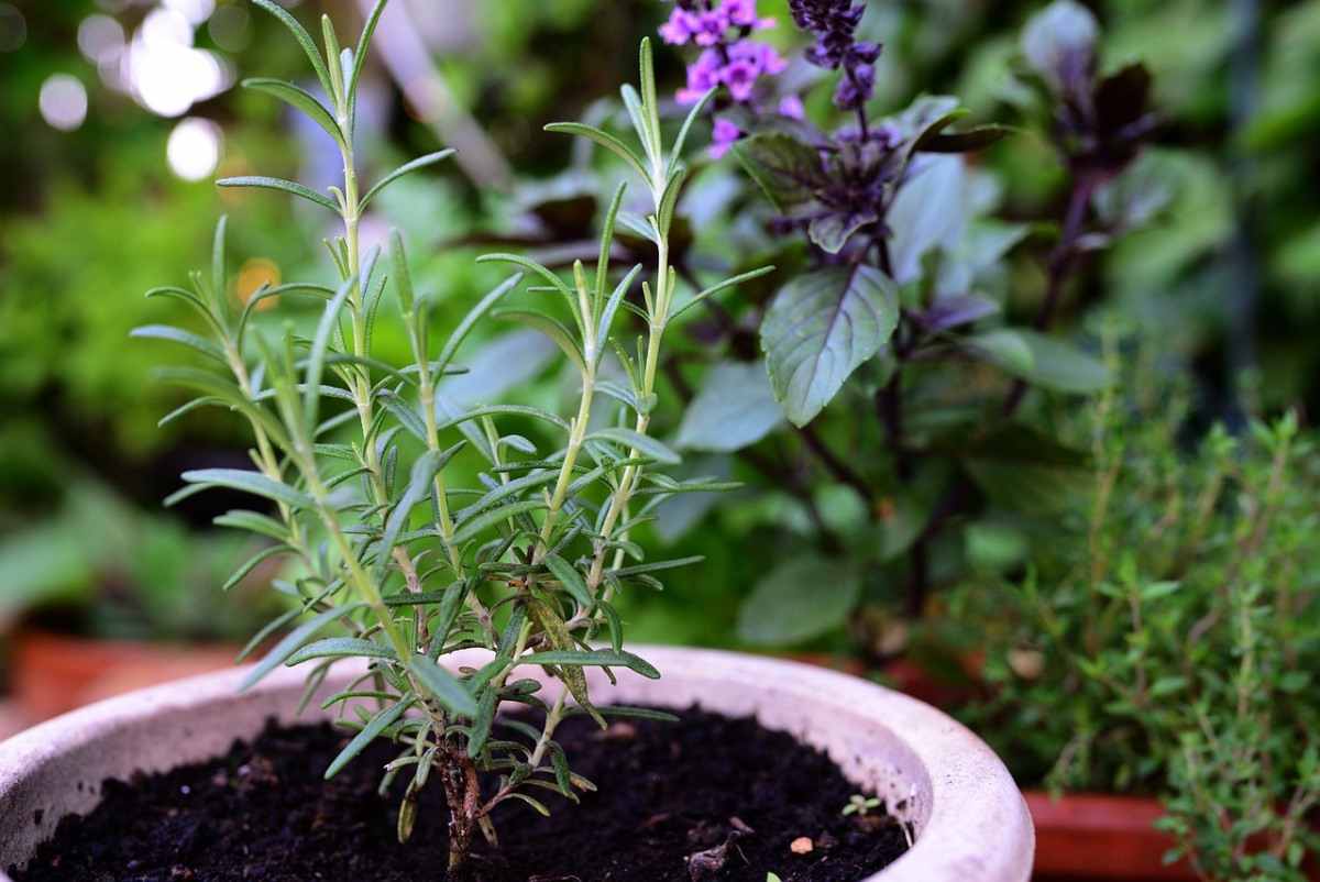 Growing Herbs In Balcony (Pic credit: pixabay)
