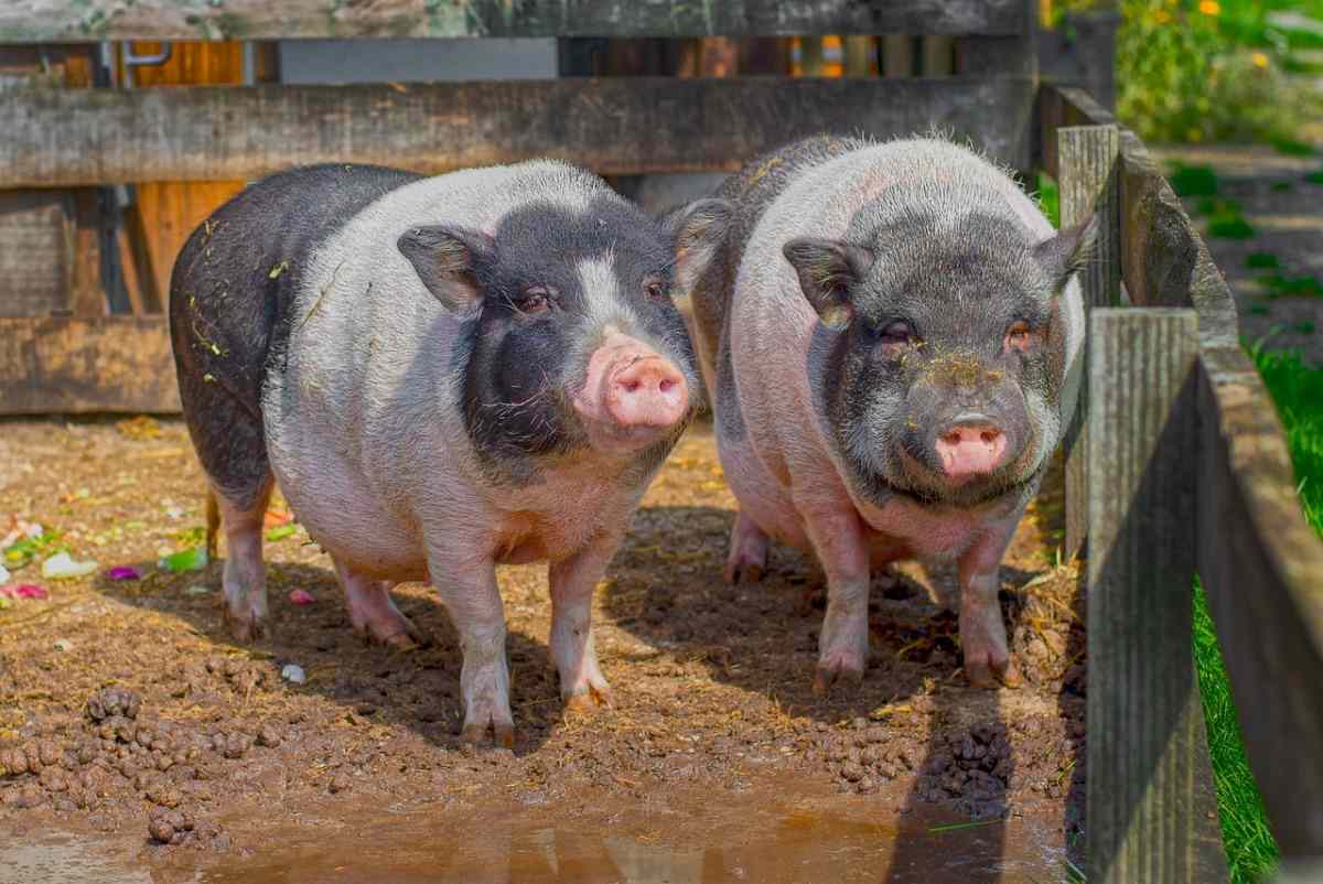 How to start a pig farm