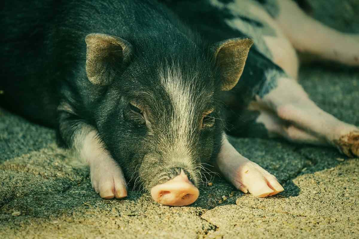 Requirements for pig farming