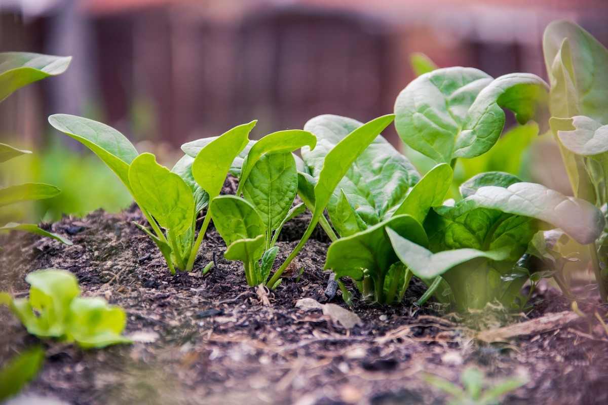 Growing Spinach in Balcony in India