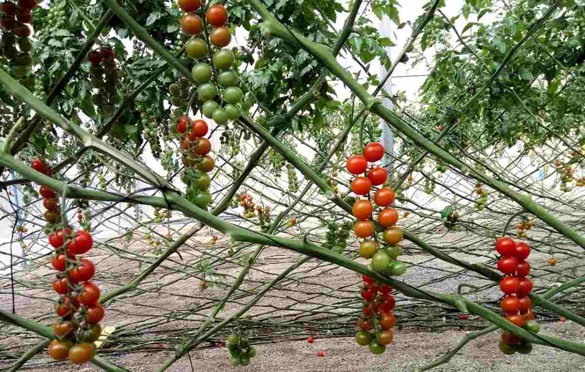 How To Start Organic Tomato Farming