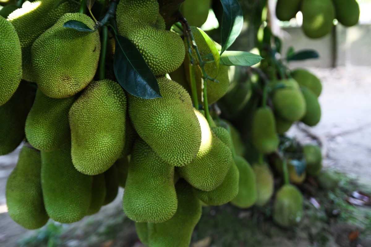 Jackfruit Gardening