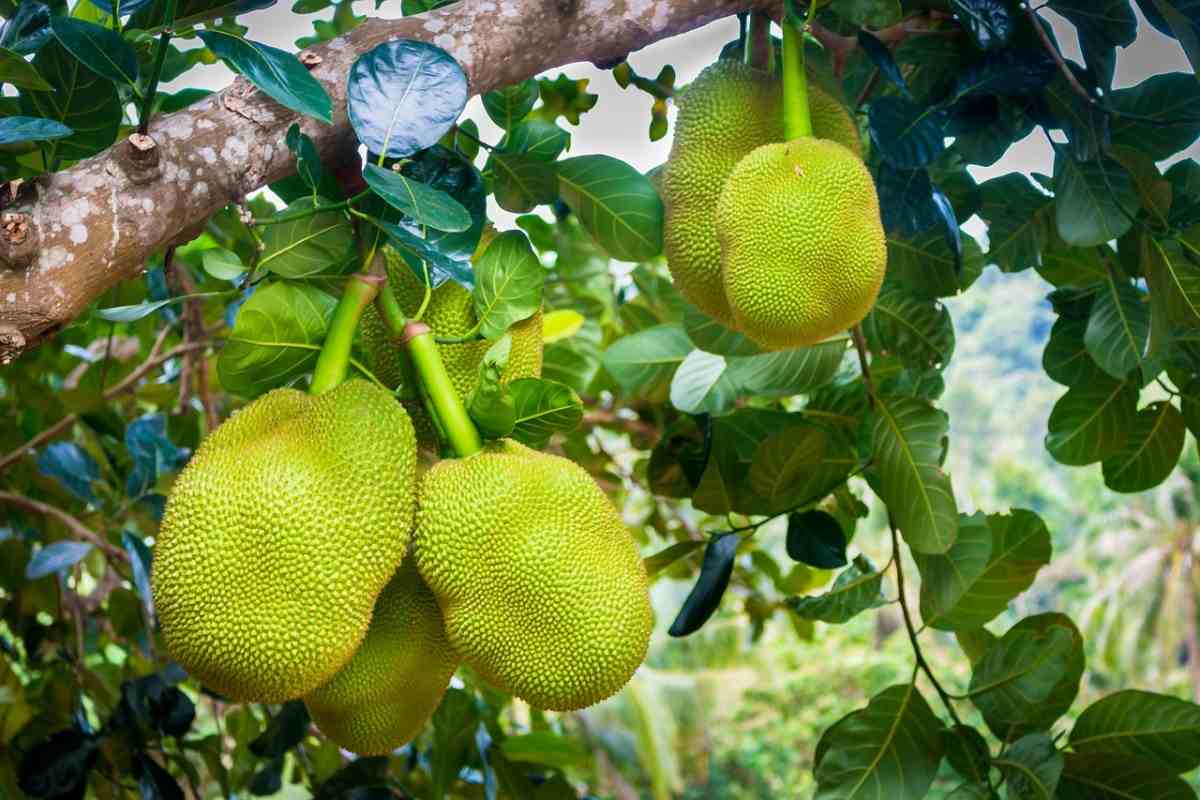 Lifespan of Jackfruit