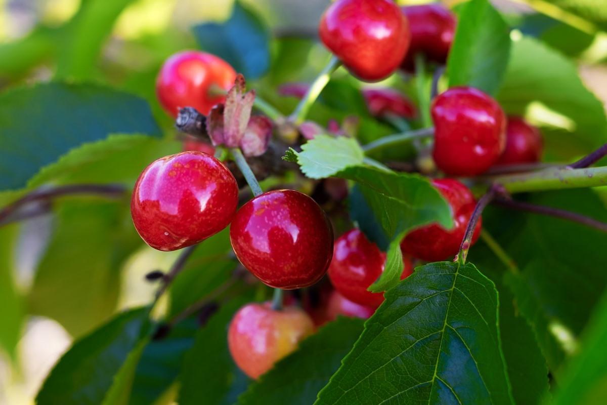 The Best Soil for Cherry Trees