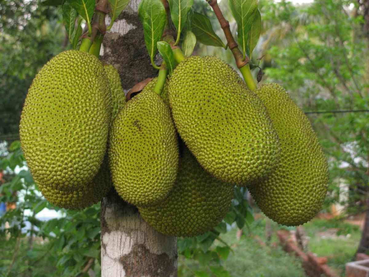 How to increase jackfruit yield