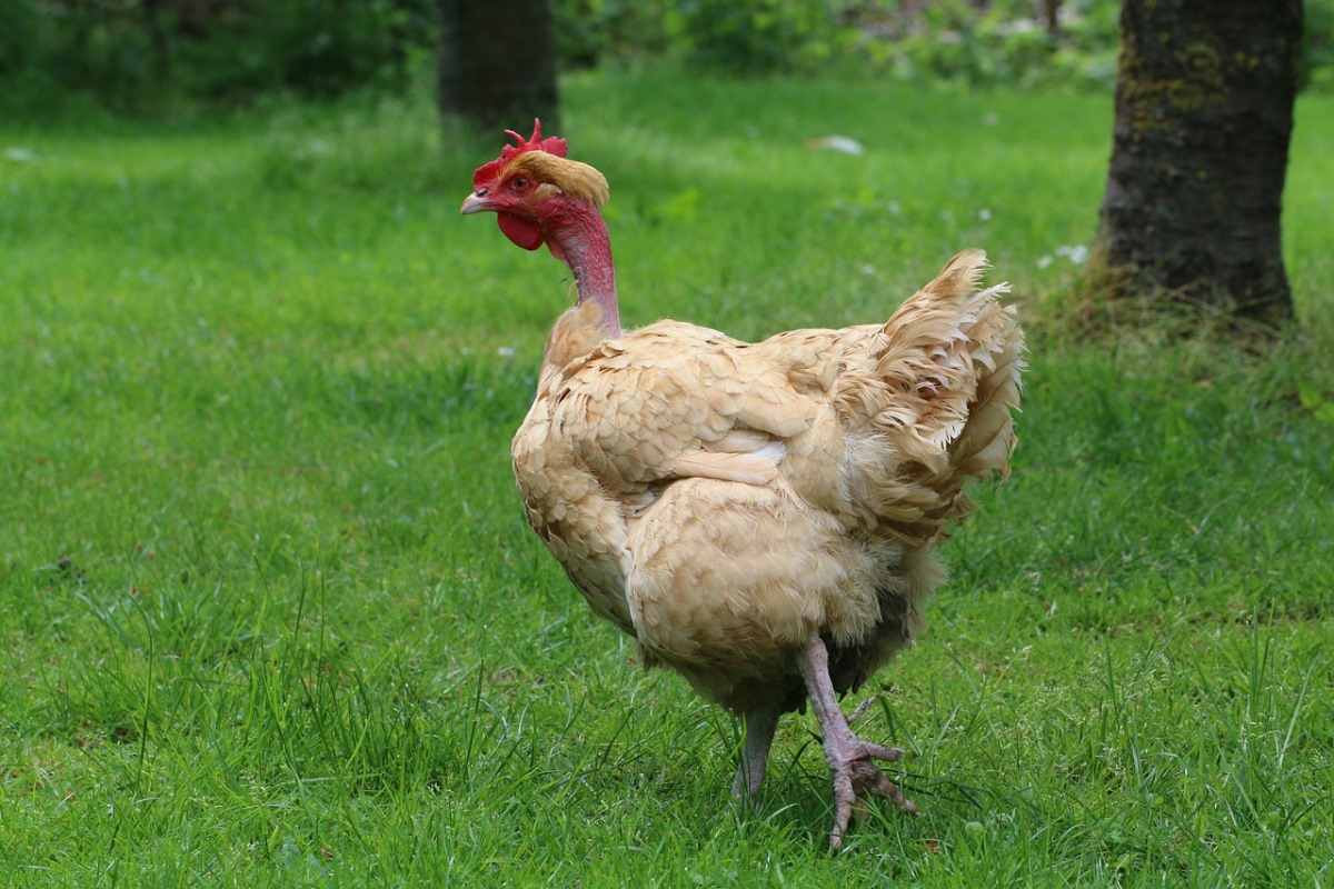 Naked Neck Chicken