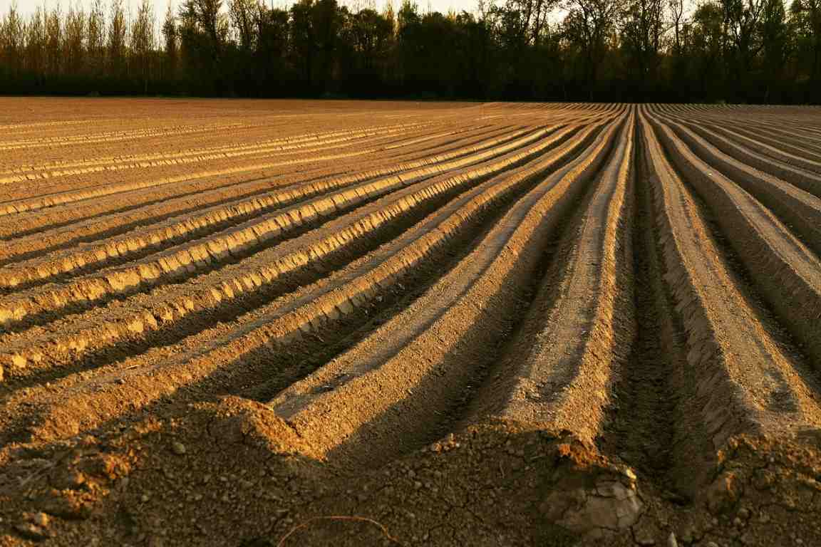 Prepared Soil