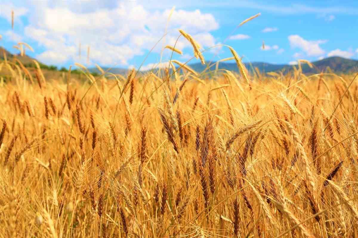 Organic Wheat Cultivation in Bihar