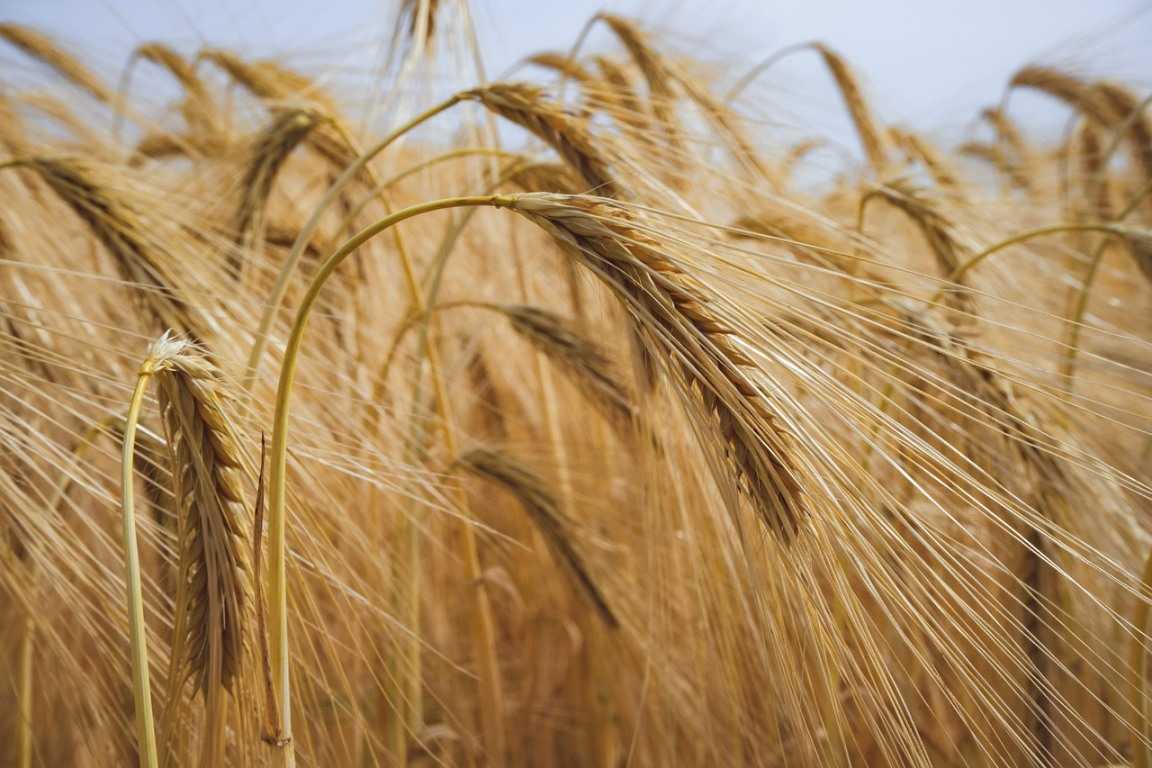 Organic Wheat Crop
