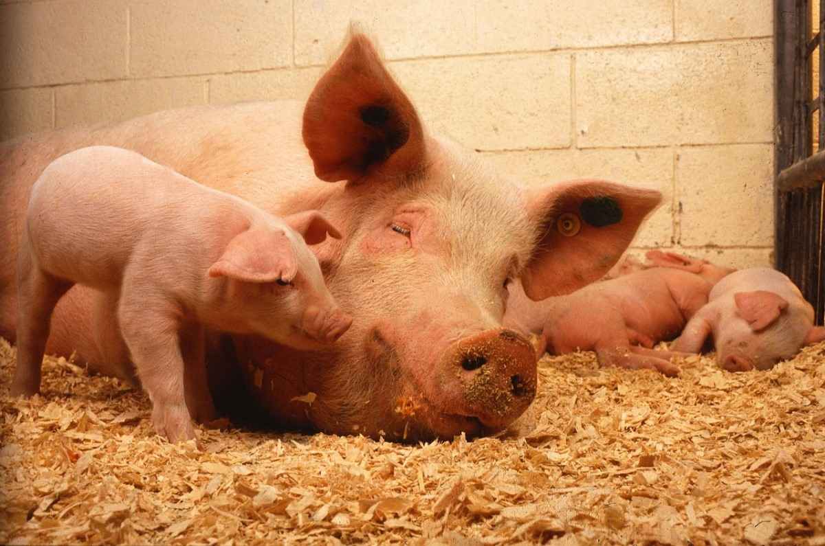 Commercial Pig Farming In South Africa