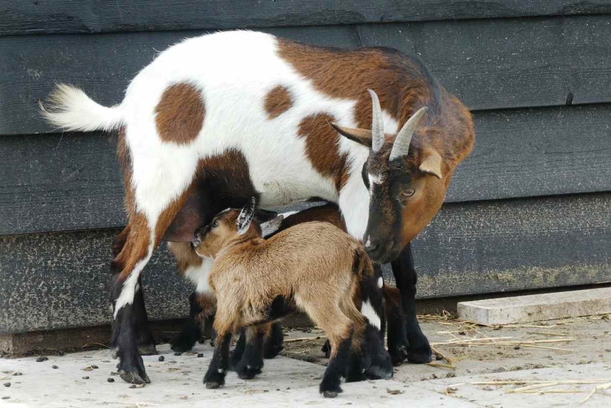 Dairy Goat Breeding