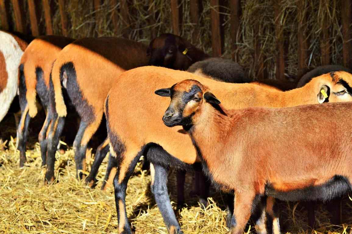 Benefits of Sheep Farming