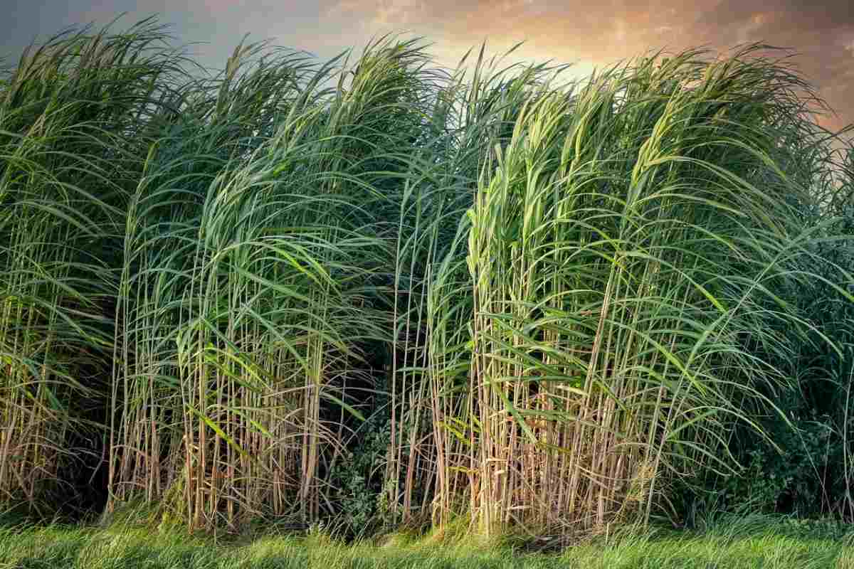Organic Sugarcane Production