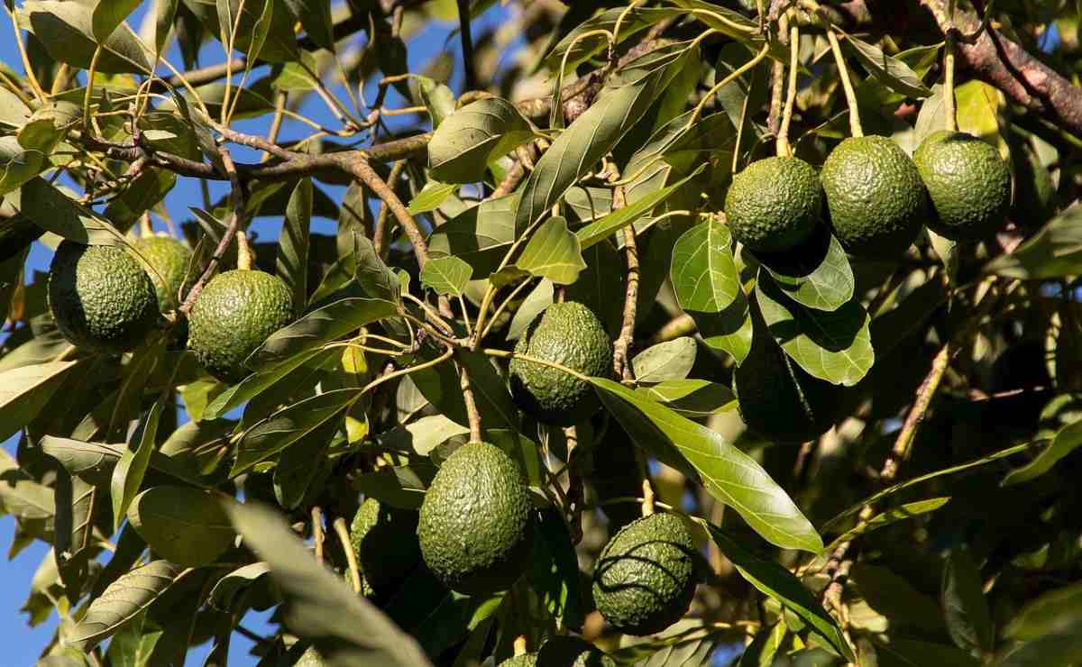 Growing Conditions for Avocado fruit