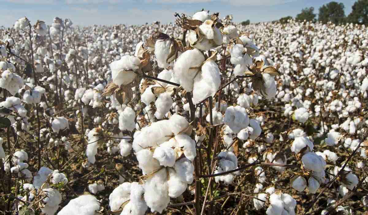 Organic Cotton Production in Tamil Nadu