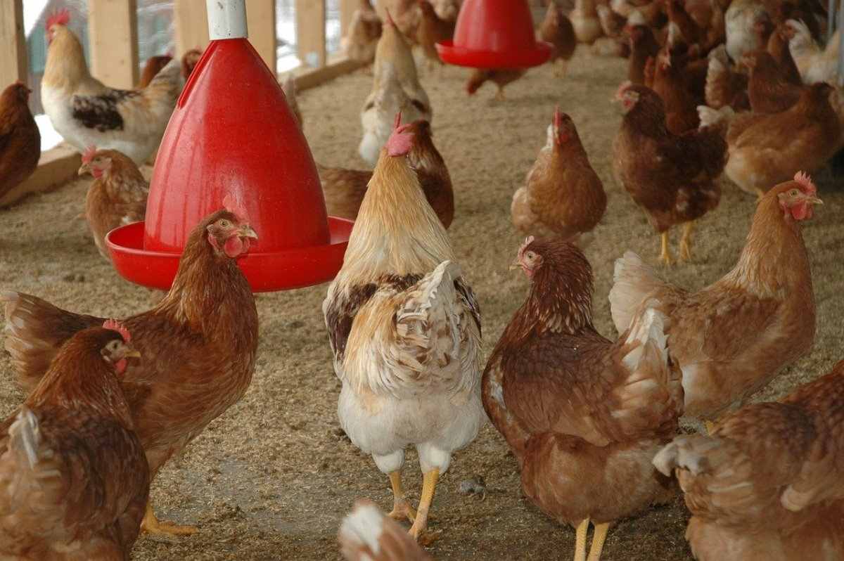 Poultry Farming In South Africa
