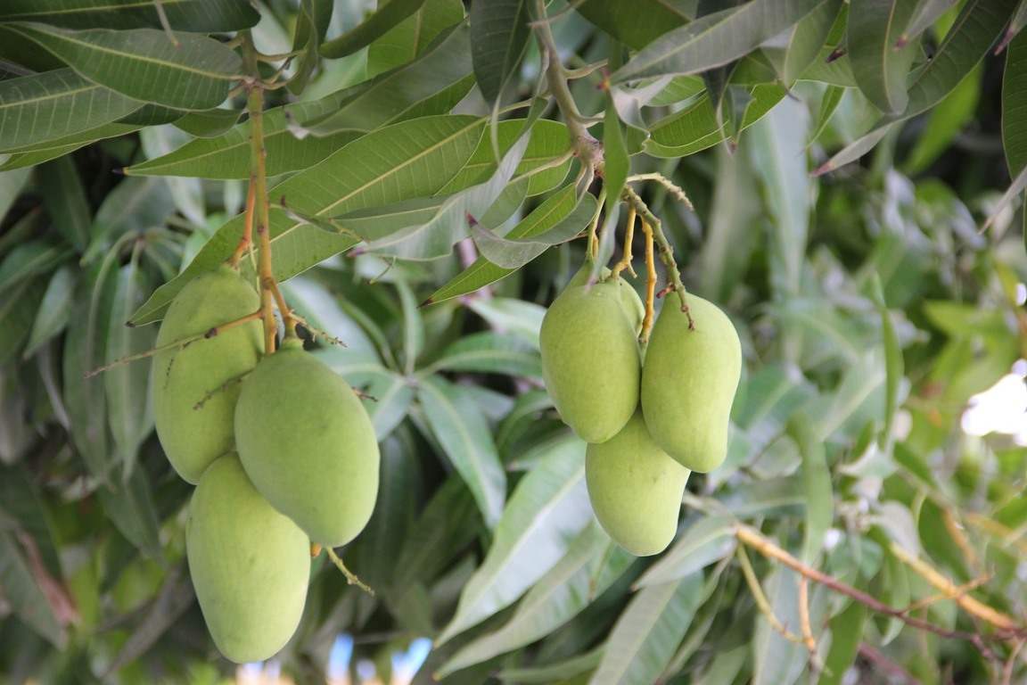 Organic Mango Farming in Bihar