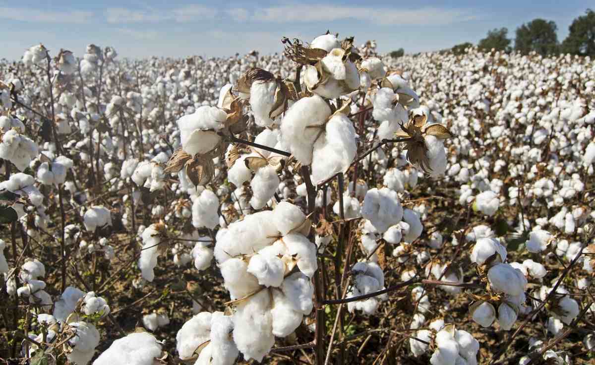 Organic Cotton Cultivation in Assam
