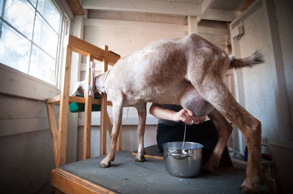 Goat Milk Production