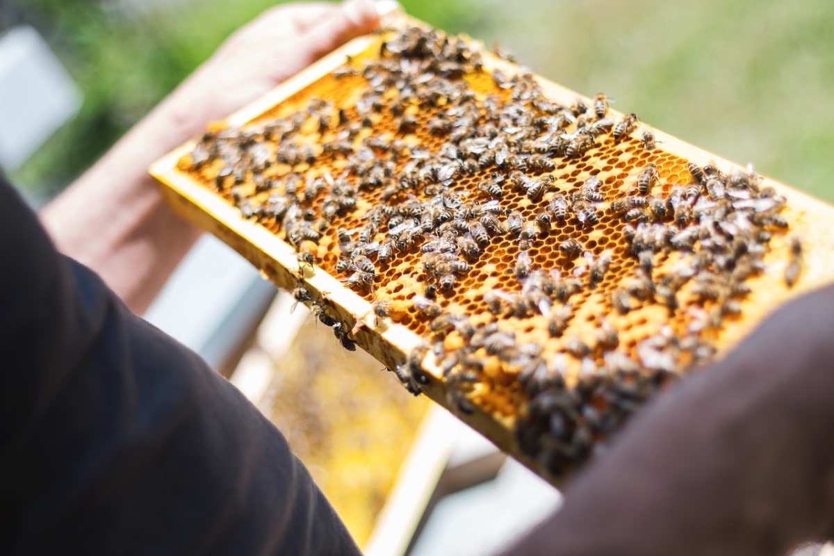 Urban Beekeeping in the  Philippines