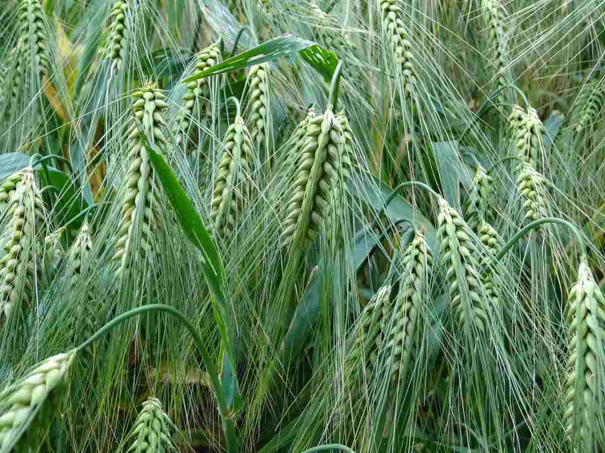 Organic Wheat/Barley Farming in Punjab
