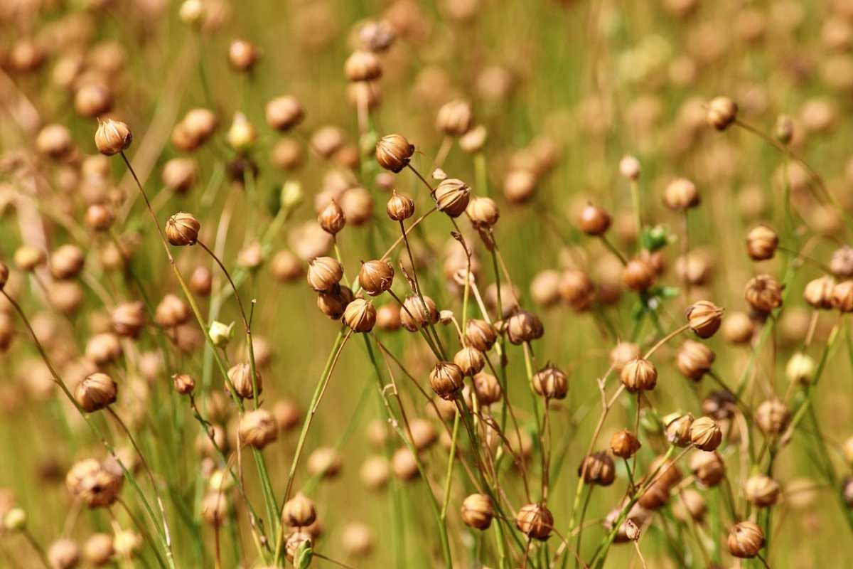 Flaxseed crop