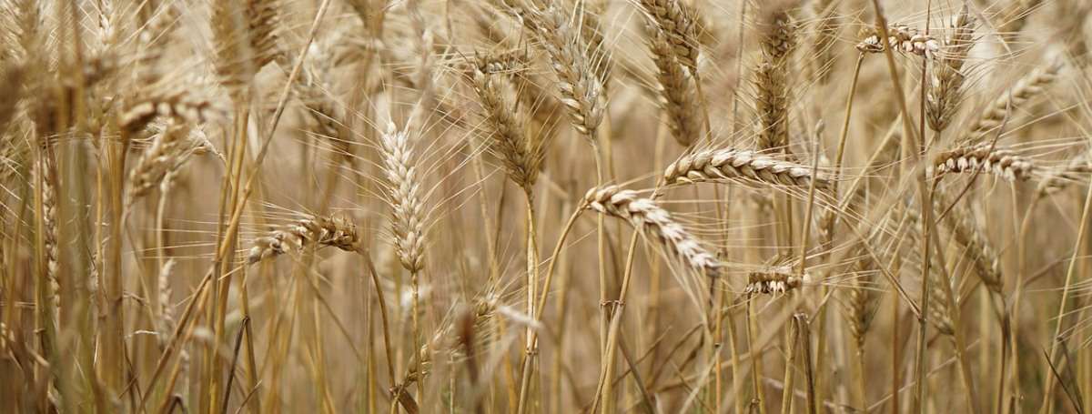 Organic Wheat Farming in West Bengal