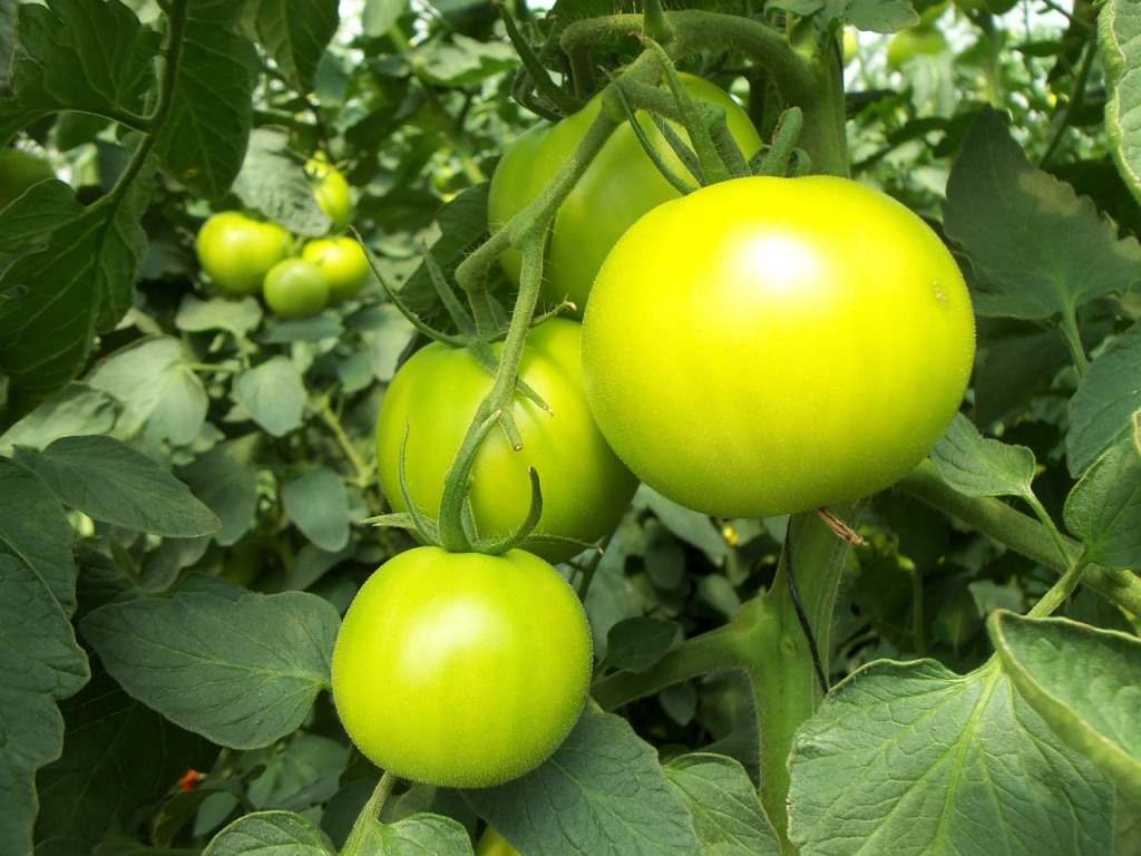 Organic Tomato Farming In Odisha
