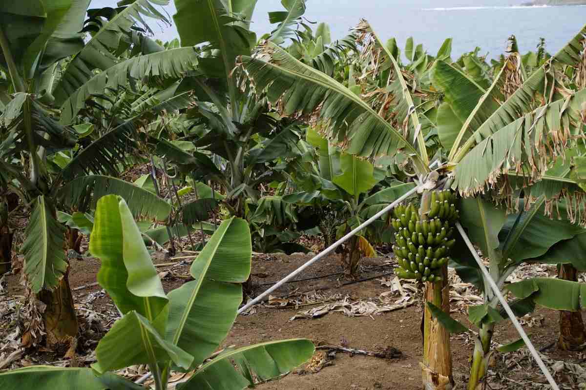 Organic Banana Farming in Kerala