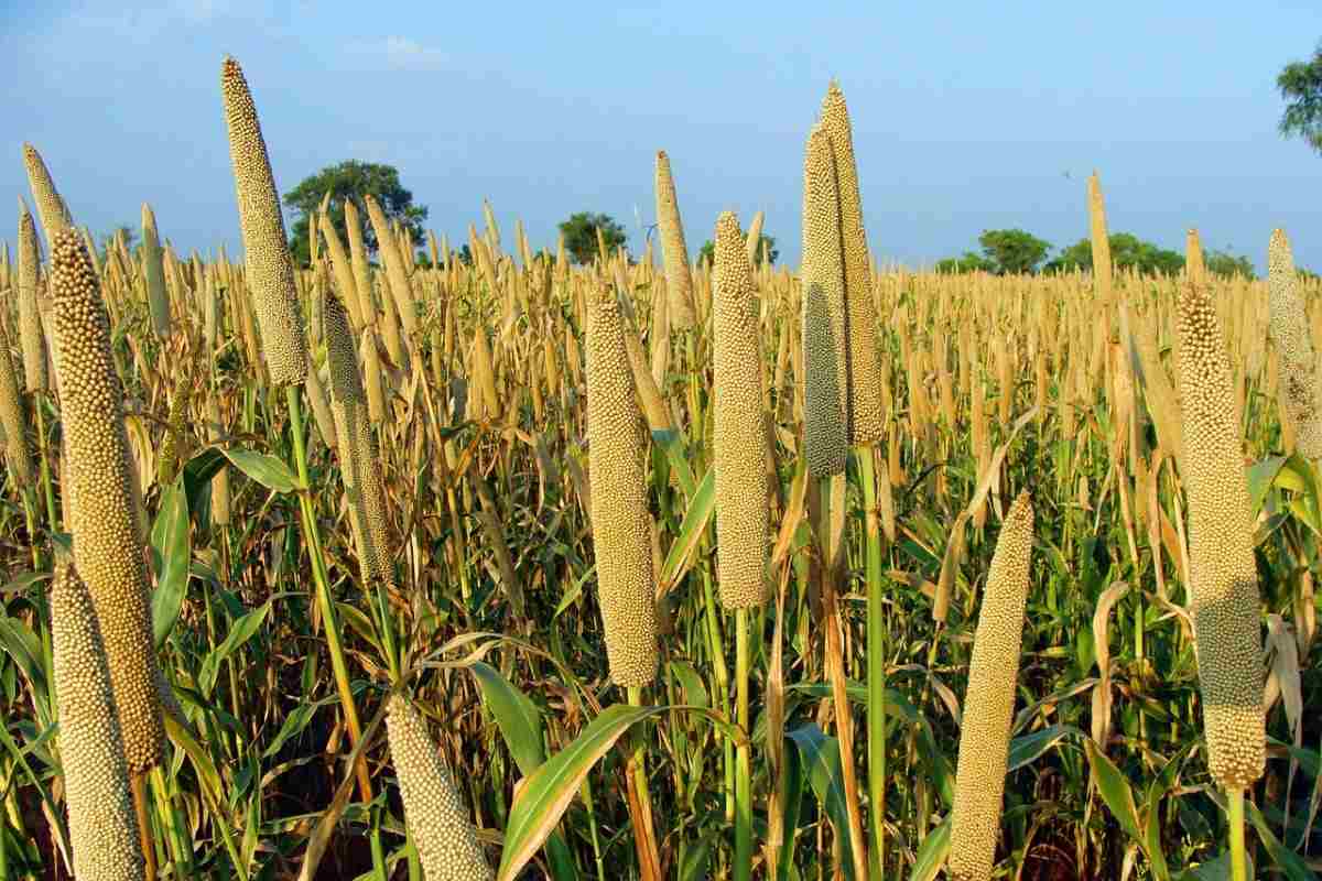 Pearl Millet Organic Farming In Uttar Pradesh