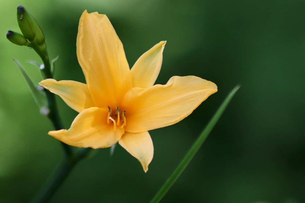 Questions about growing daylilies 