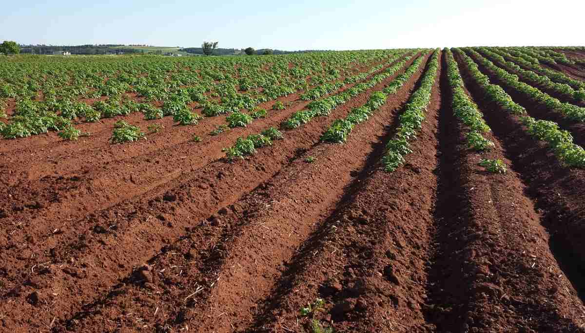How To Buy Agricultural Land In Tamil Nadu
