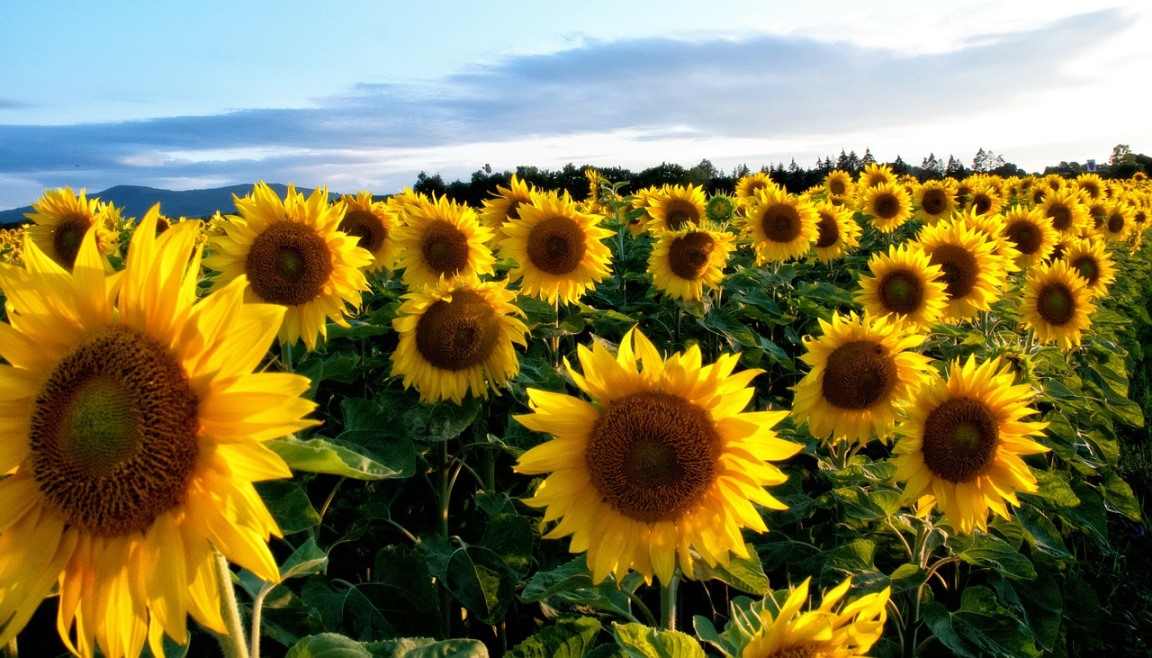 Organic Sunflower Farming in Odisha