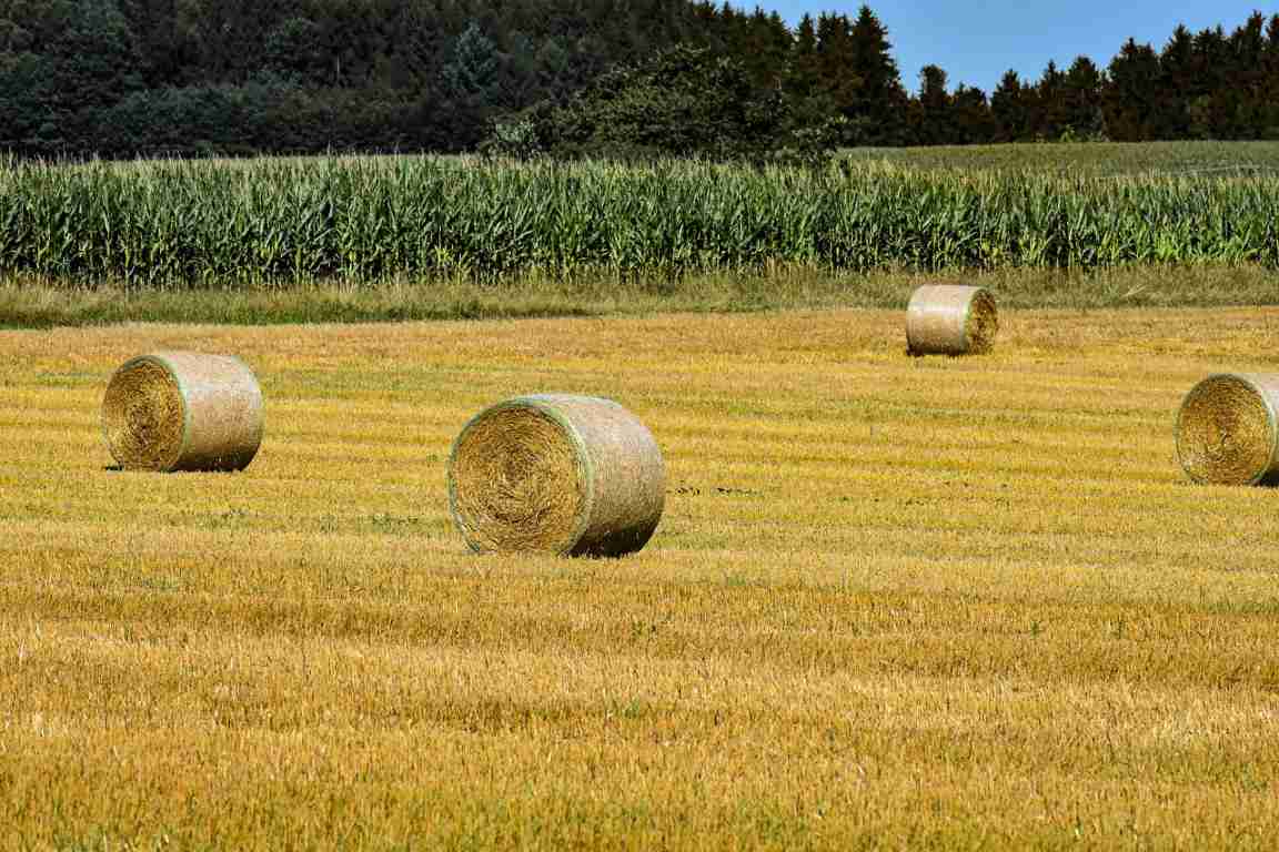 How To Buy Agricultural Land In Andhra Pradesh