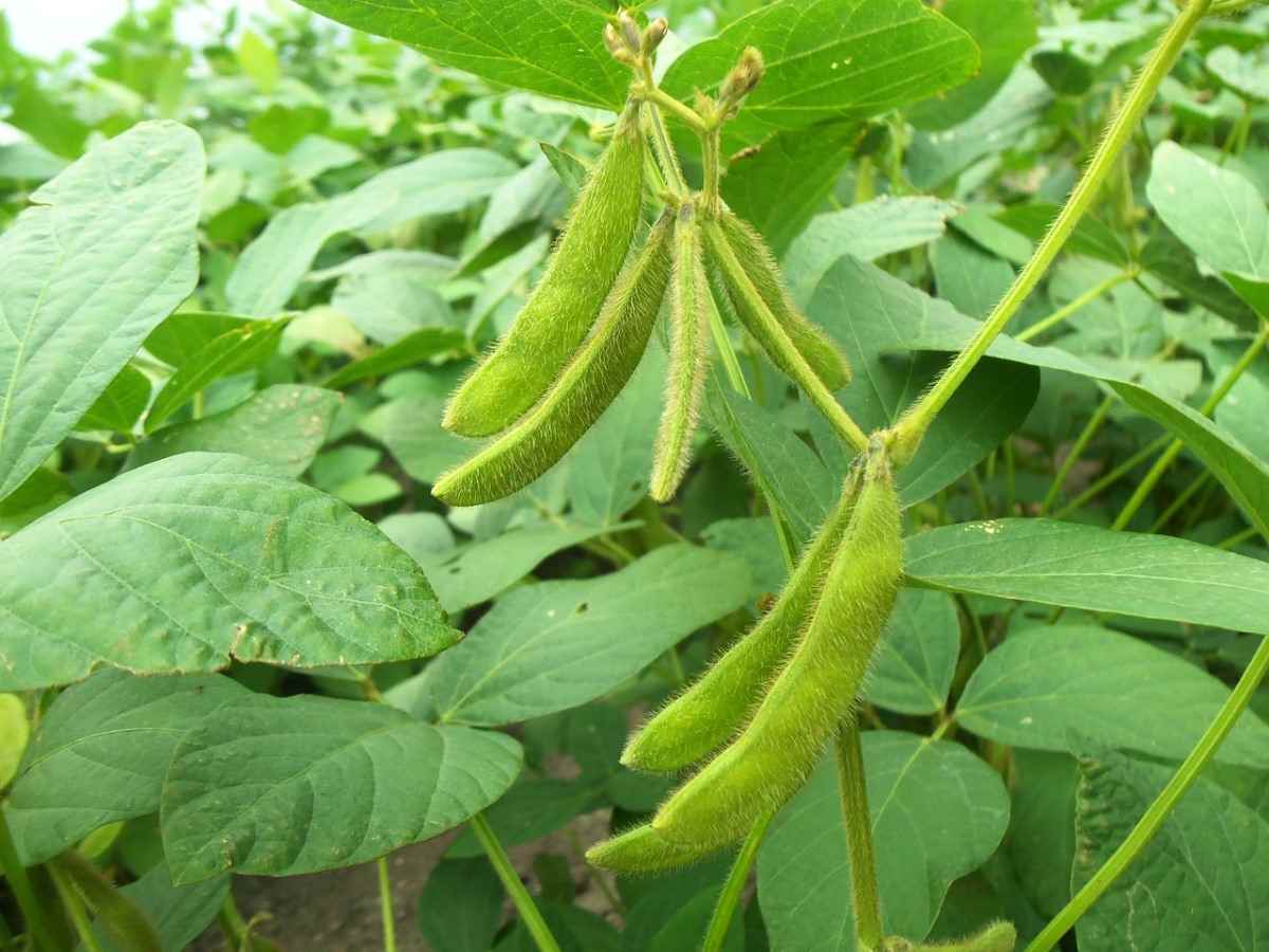 Organic Soya Beans Farming In Uttarakhand