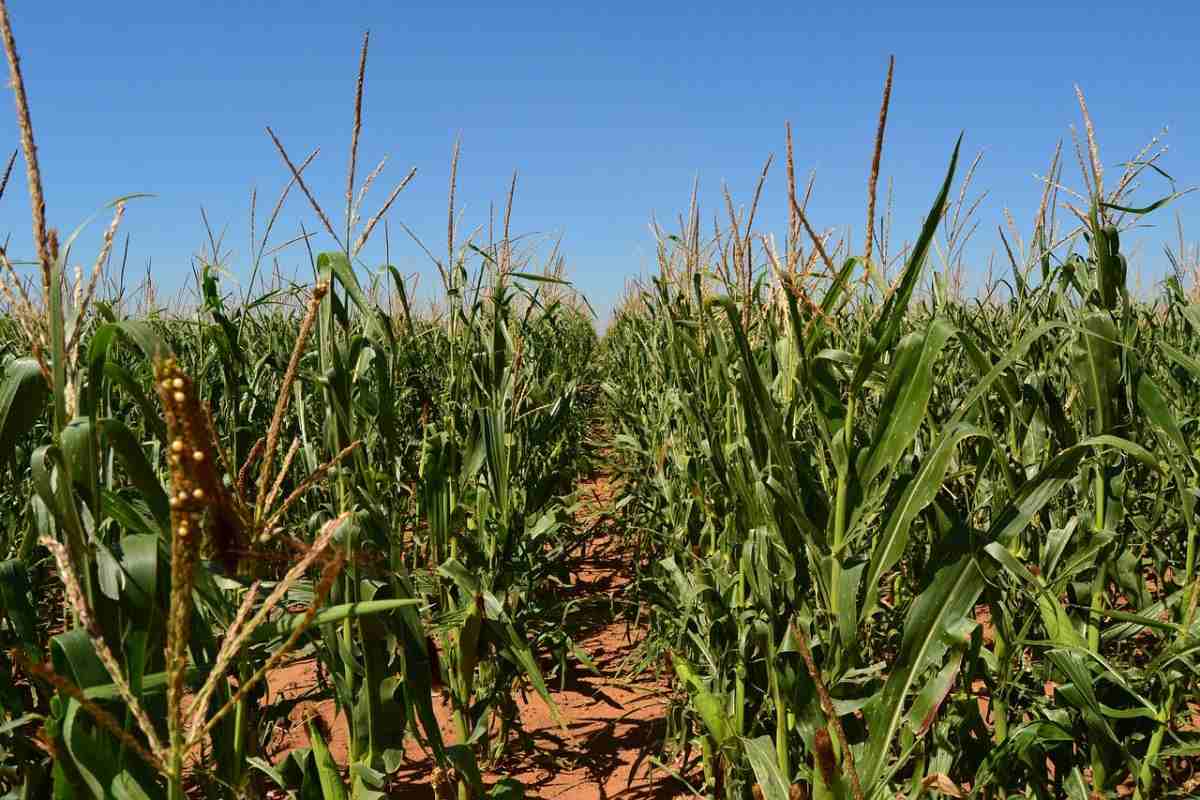 The cost of agricultural land in South Africa