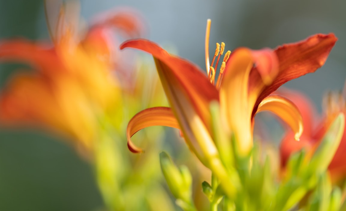 Plant care of Daylilies 