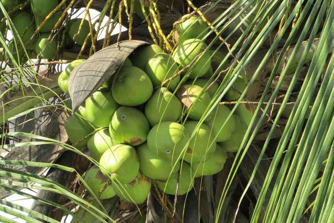 Organic Coconut Farming in Kerala