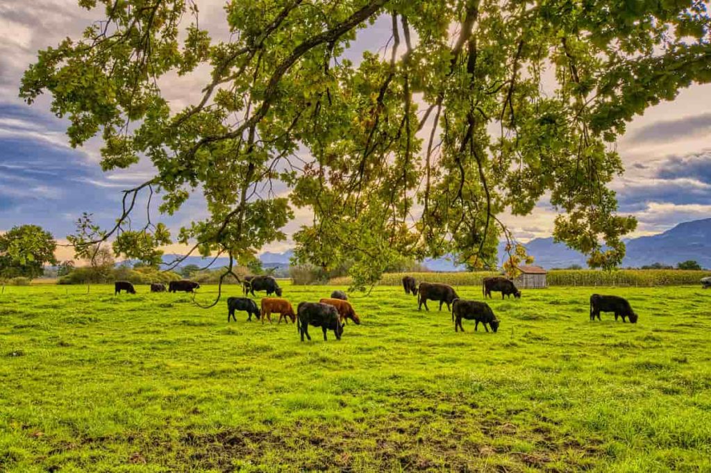 Livestock Farming in Germany