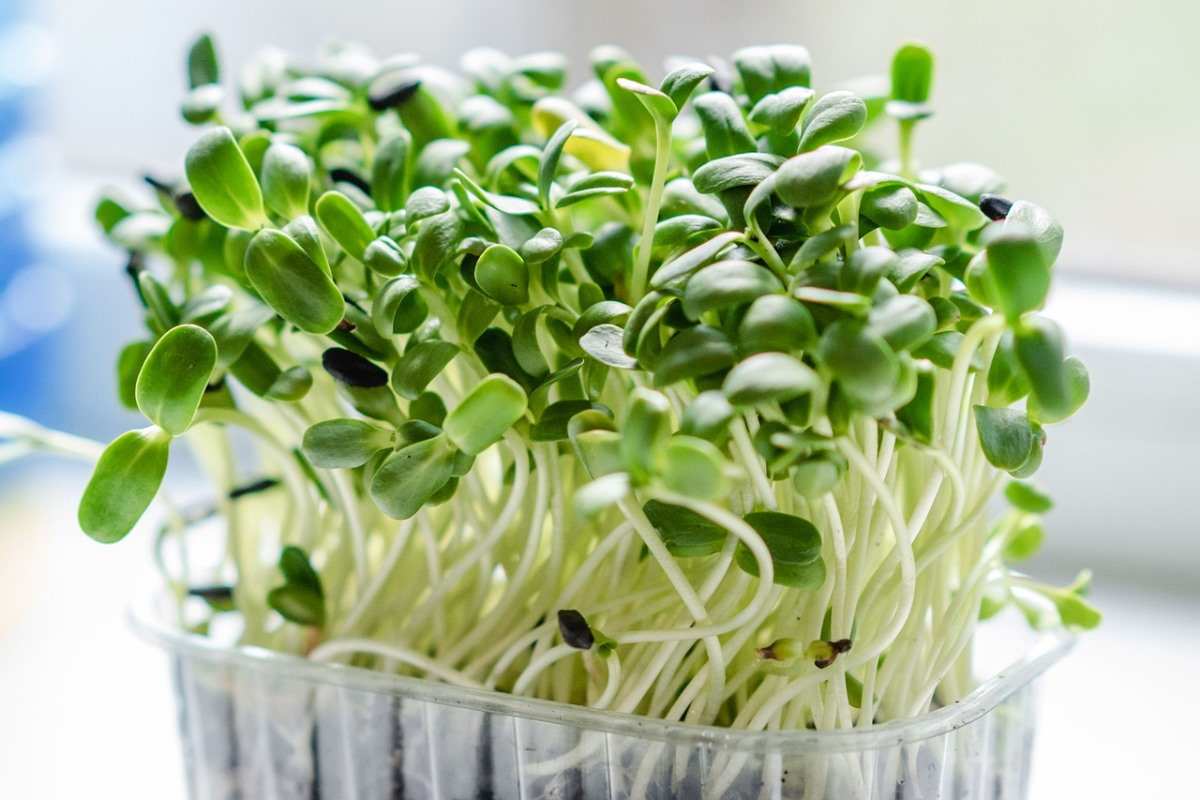 Growing Sprouts at Home 
